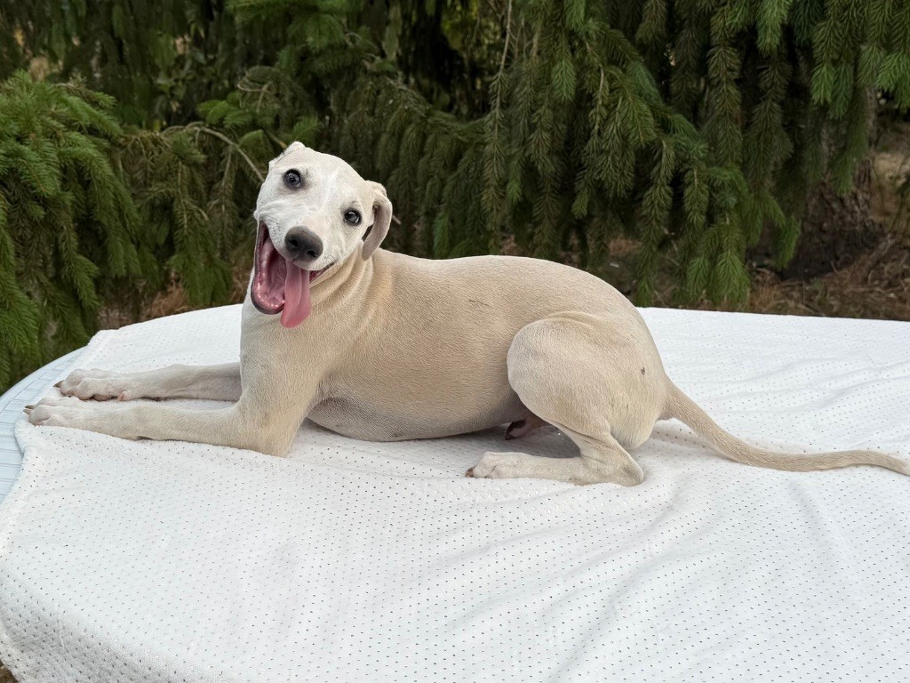 Du Haras Eclair Horside'whip - Chiots disponibles - Whippet