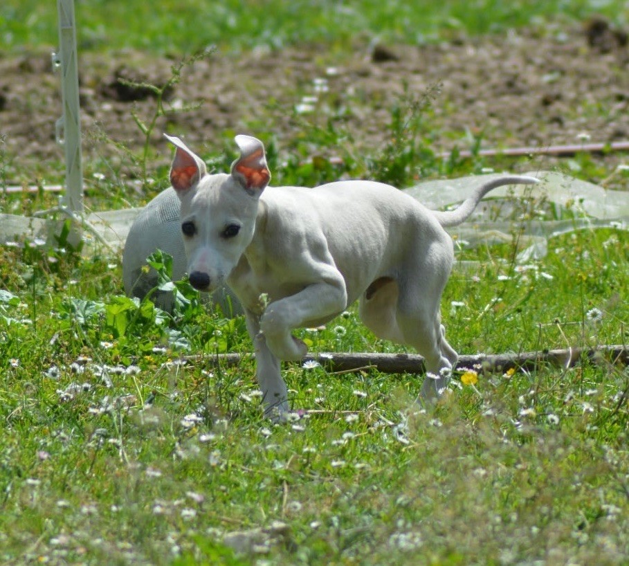 Du Haras Eclair Horside'whip - Chiots disponibles - Whippet